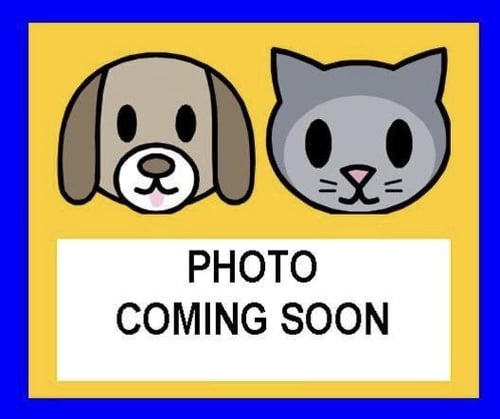 LOYD - Domestic Long Hair available for adoption