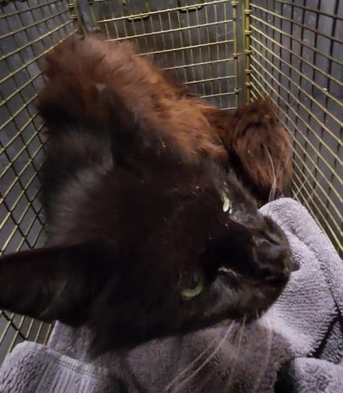 A807773 - Domestic Medium Hair available for adoption