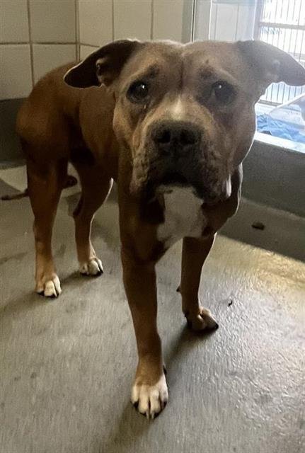 REMMY - American Staffordshire Terrier available for adoption