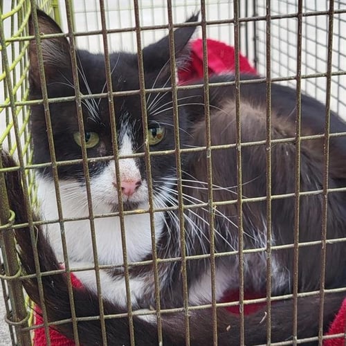 SIRI - Domestic Short Hair available for adoption