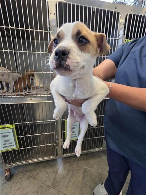 RICO - Terrier available for adoption