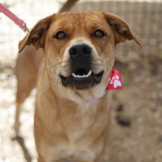 SIMONA - Carolina Dog available for adoption