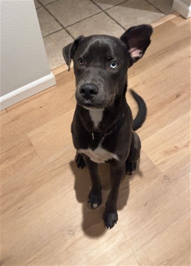 REX - Labrador Retriever available for adoption