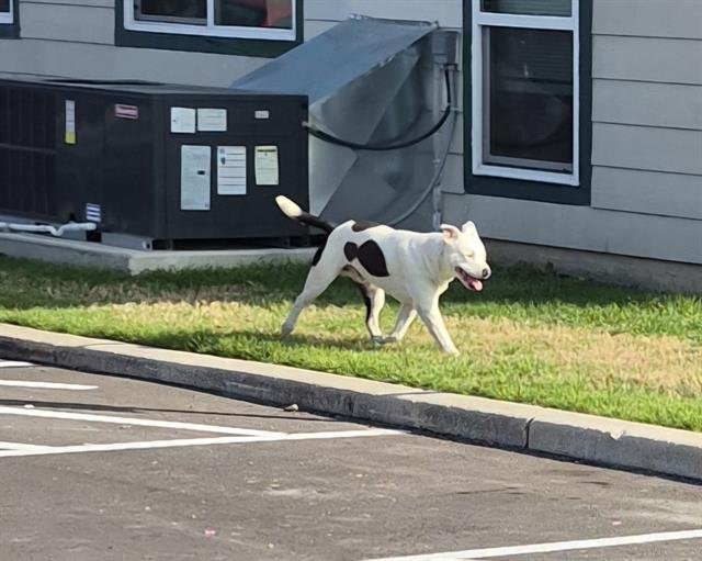 A796082 - American Staffordshire Terrier available for adoption