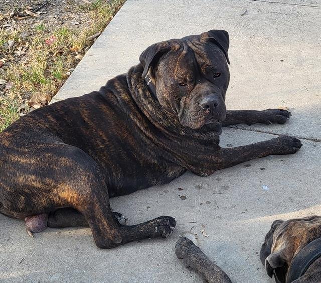 ZUKO - Mastiff available for adoption