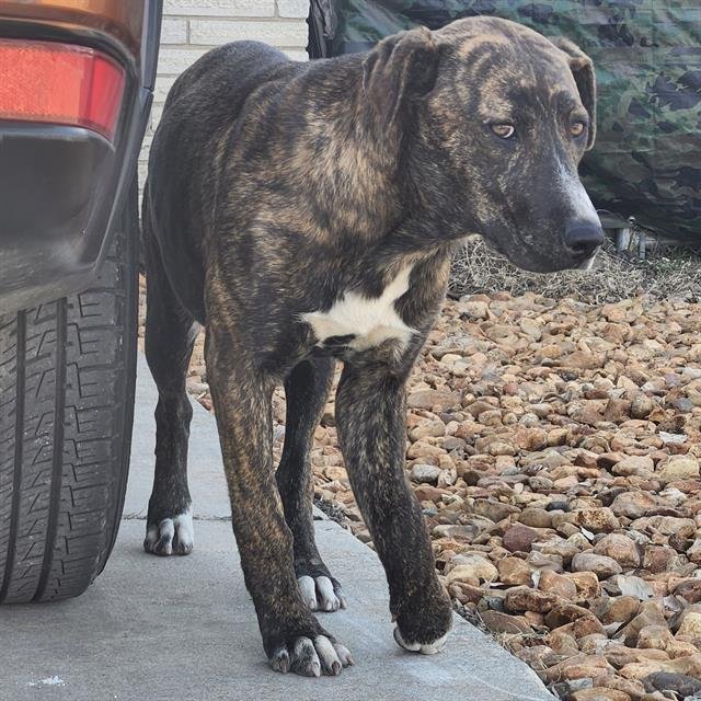 COCO - American Staffordshire Terrier available for adoption