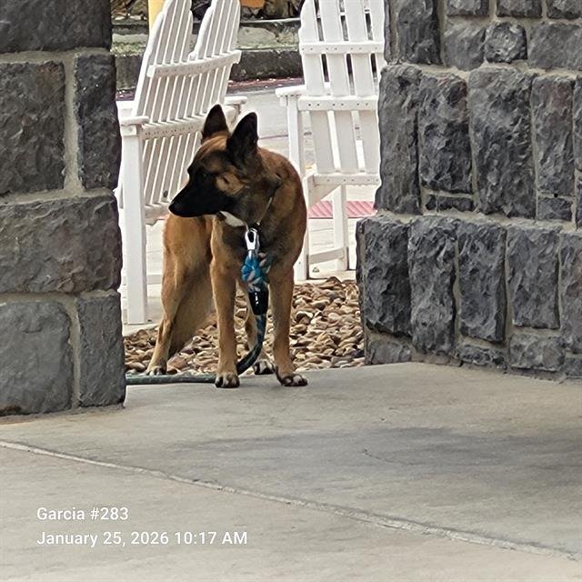 ARROW - German Shepherd Dog available for adoption