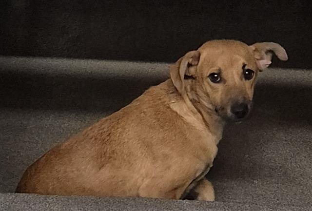 A798898 - Chihuahua available for adoption