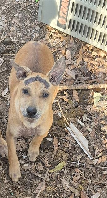 SIETE - Belgian Shepherd Malinois available for adoption