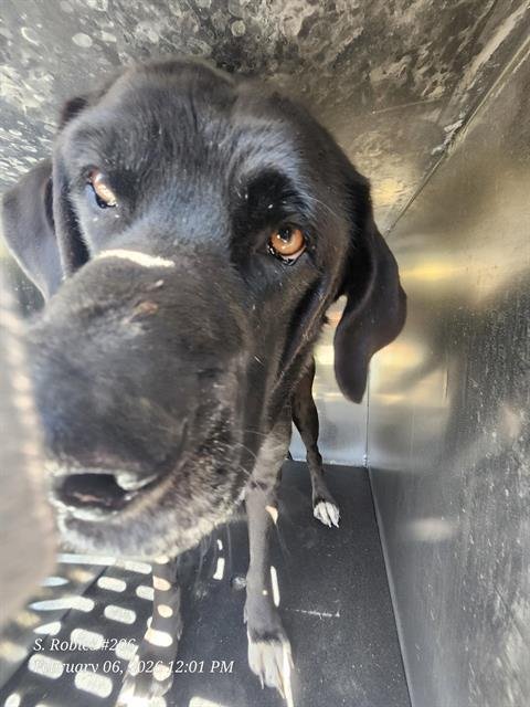 SCARLETT - Labrador Retriever available for adoption