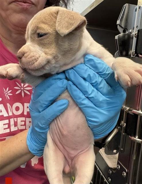 APRIL - American Staffordshire Terrier available for adoption