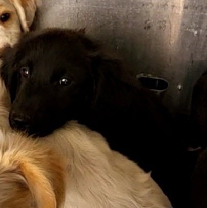 ARMANI - Terrier available for adoption