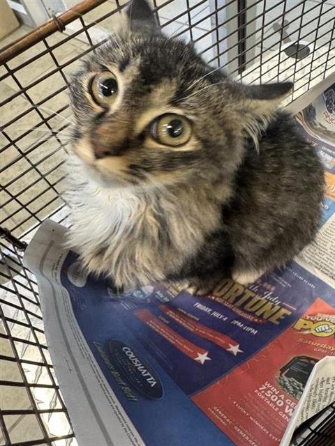 MARBLES - Domestic Medium Hair available for adoption