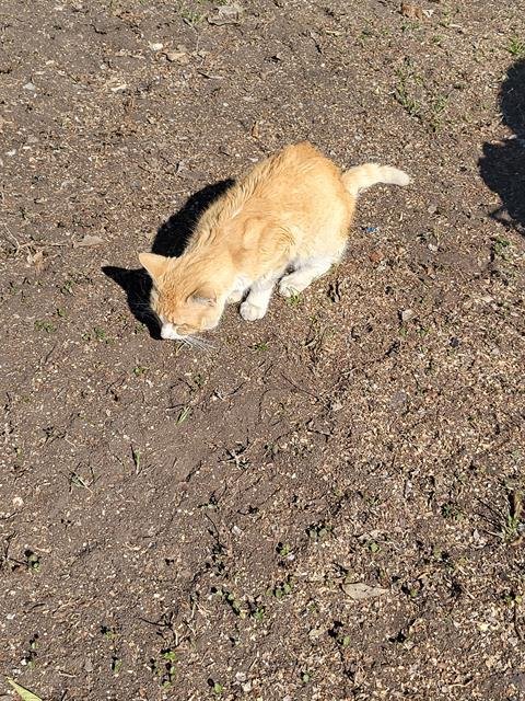ORANGE BOY - Domestic Short Hair available for adoption