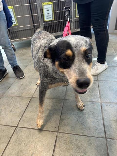 BELLA - Australian Cattle Dog/Blue Heeler available for adoption