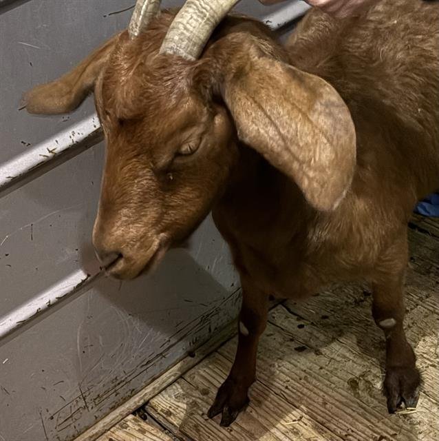 TAPIOCA - Goat available for adoption