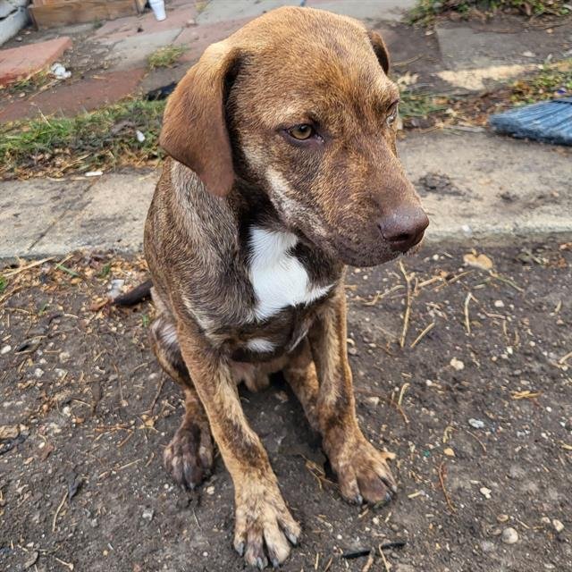 SIMBA - Labrador Retriever available for adoption