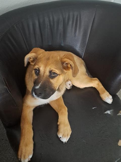 PUPPY - Black Mouth Cur available for adoption