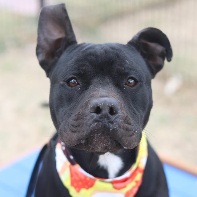 B-B-Q - American Staffordshire Terrier available for adoption