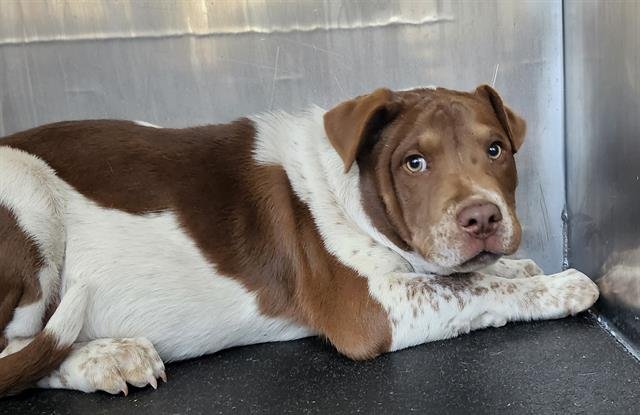 BISCUIT - American Staffordshire Terrier available for adoption