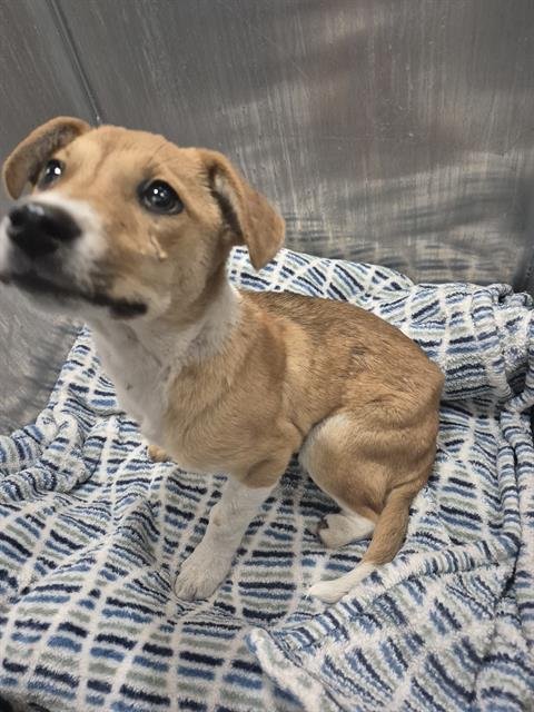 AMBER - Dachshund available for adoption