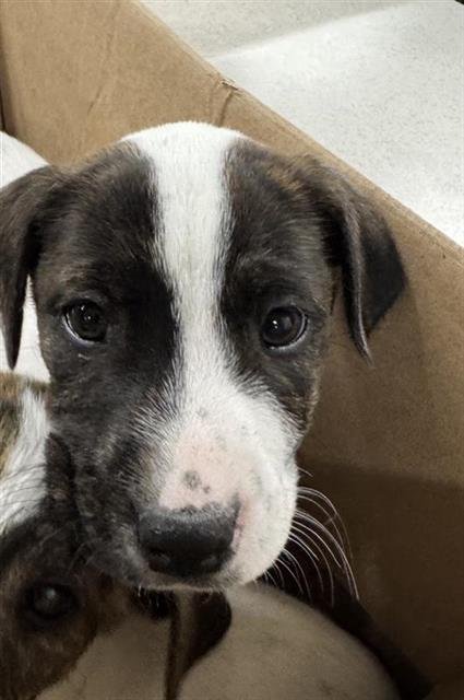 PUP 1 - Australian Cattle Dog/Blue Heeler available for adoption