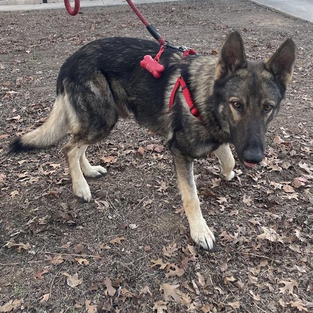 BUBBA - German Shepherd Dog available for adoption