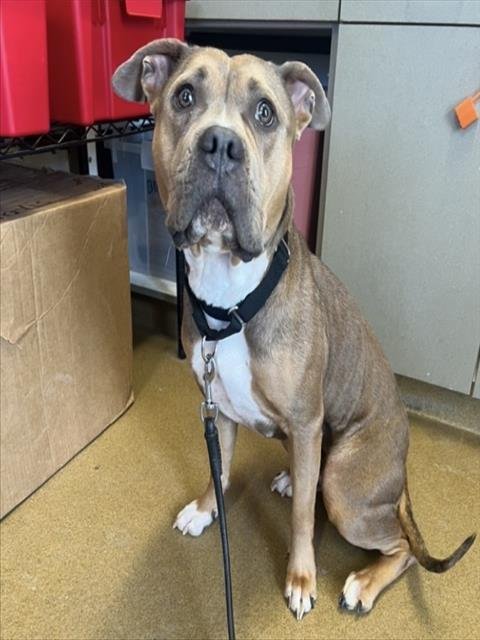 REMMY - American Staffordshire Terrier available for adoption