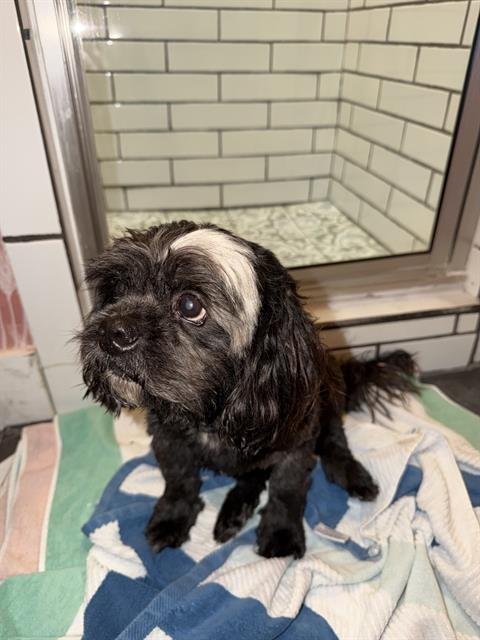 BISCUIT - Shih Tzu available for adoption