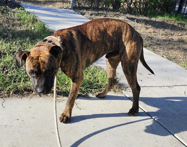 BOWDY - American Staffordshire Terrier available for adoption