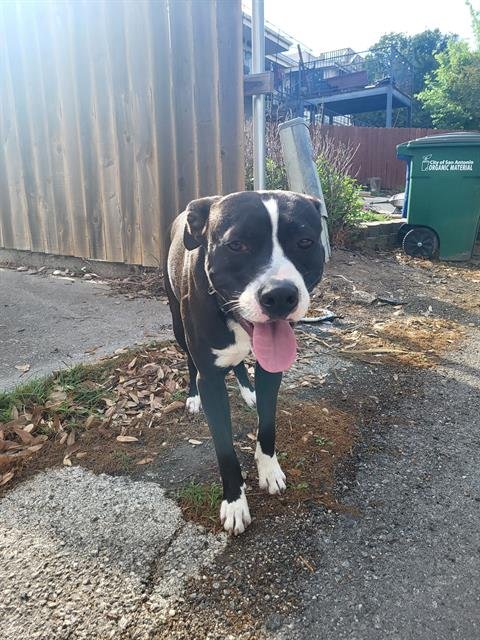 MARVEL - Hound available for adoption