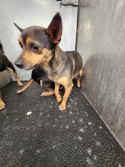 ACE - Chihuahua available for adoption