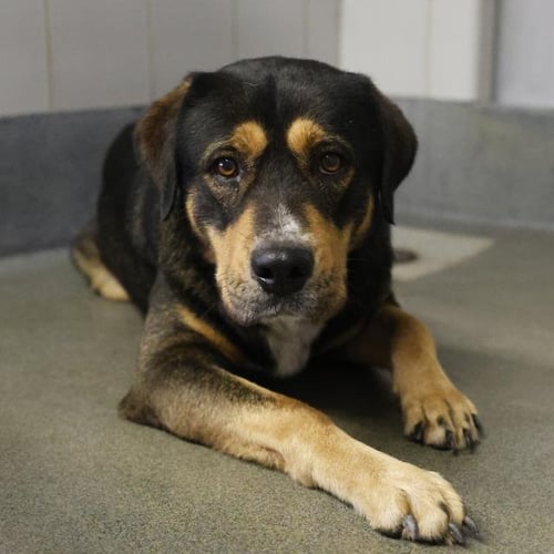 BIGBOY - Rottweiler available for adoption