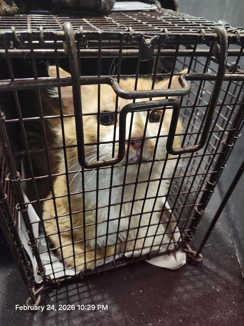 SKIZZY - Domestic Long Hair available for adoption