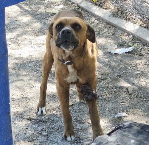 BUDDY - Boxer available for adoption