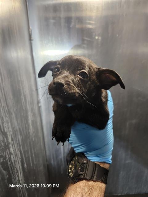 BRENNAN - Chihuahua available for adoption