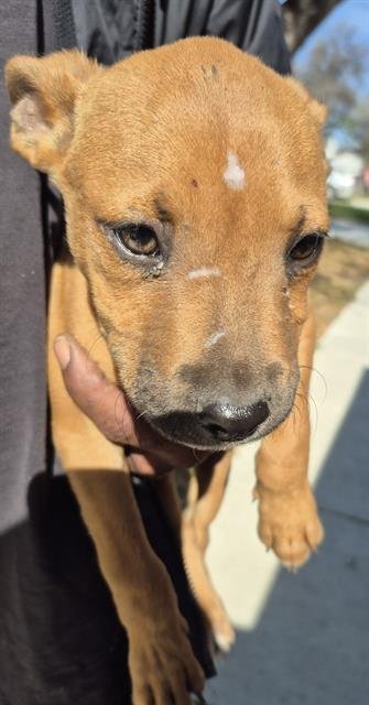 ASPEN - Terrier available for adoption