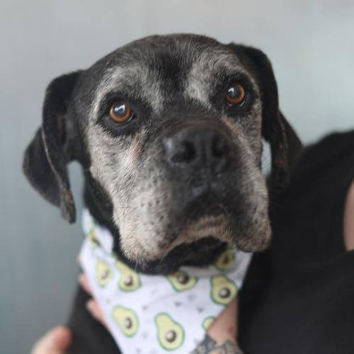 BUBBA - Boxer available for adoption