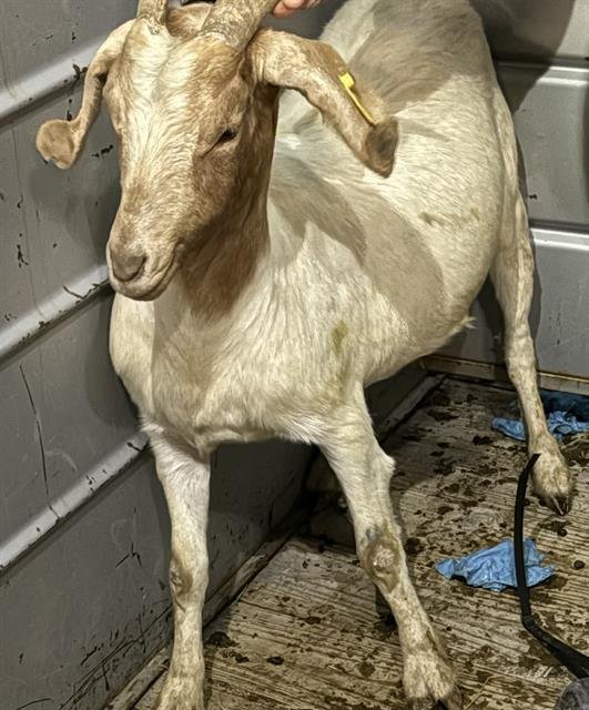 TRINIDY-ADAMS JR - Goat available for adoption