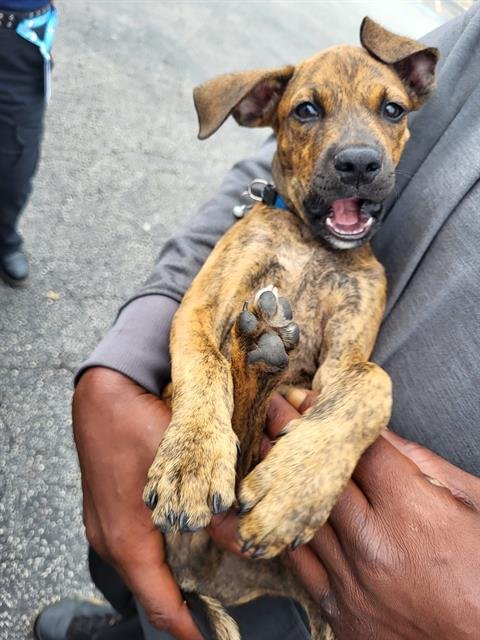 SHORT STACK - Plott Hound available for adoption
