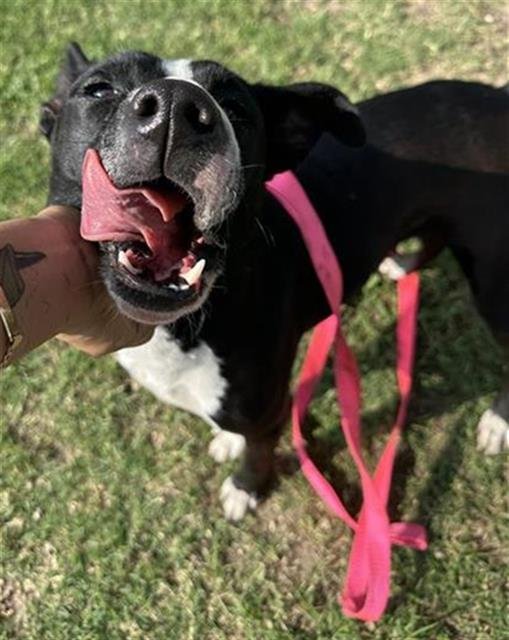 STELLA - Terrier available for adoption