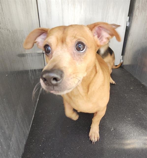 TOBY - Chihuahua available for adoption