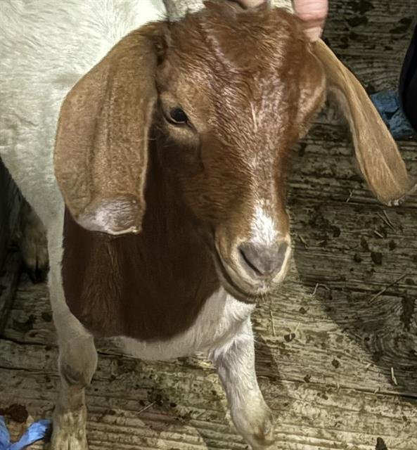 ANDY ADAMS - Goat available for adoption