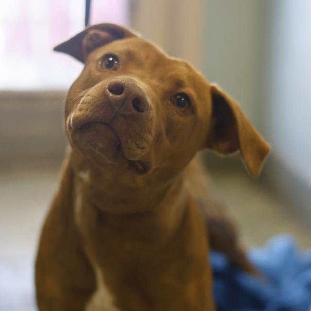 MIRACULOUS MACIE - Labrador Retriever available for adoption