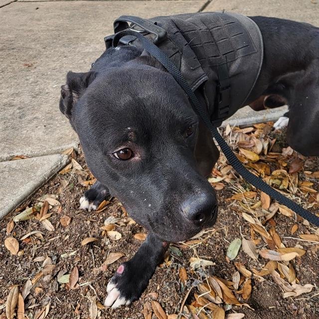 BUBBA - American Pit Bull Terrier available for adoption