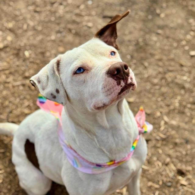 AVA - American Staffordshire Terrier available for adoption