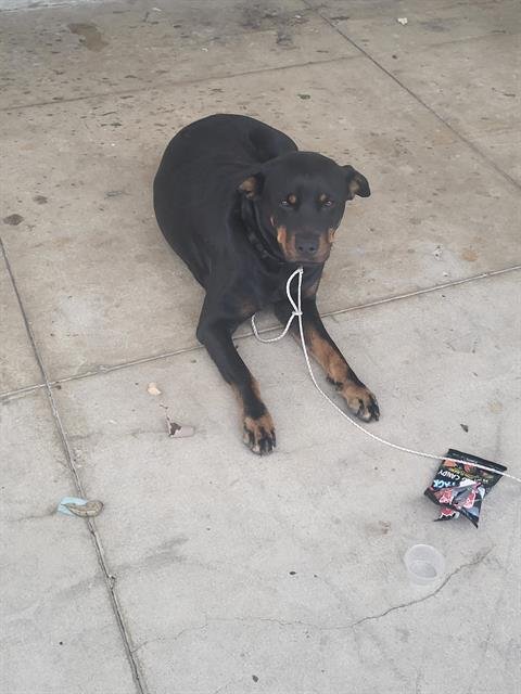 TINY - Rottweiler available for adoption