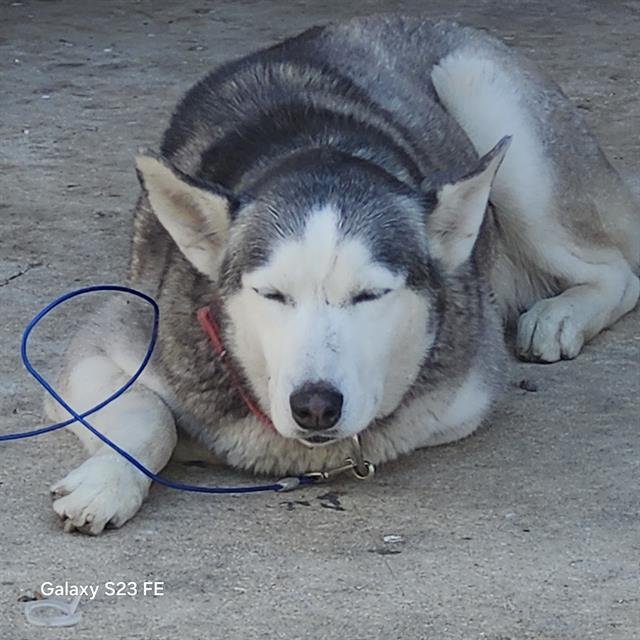 SPIRIT - Husky available for adoption