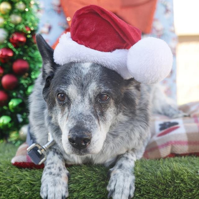 TIMOTHY - Australian Cattle Dog/Blue Heeler available for adoption