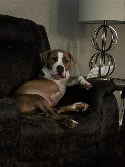 JAX - American Staffordshire Terrier available for adoption